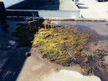 Old Roof 2